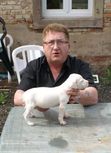 Dogo Argentino Welpen ab 25.05. 2021