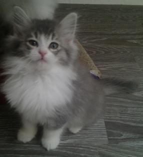 Typvolle Norwegischewaldkatzen Babys mit Luxpinsel, Papiere, Impfungen sehr vers