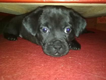 Rüde ' Hündin ' Mischlings Hunde Welpen abzugeben..