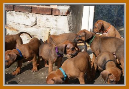 Reinrassige Rhodesian Ridgeback Welpen