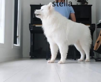Wunderschöne Husky-Welpen