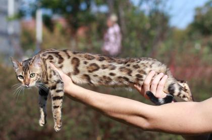Bengalkatzen-Bengalkater