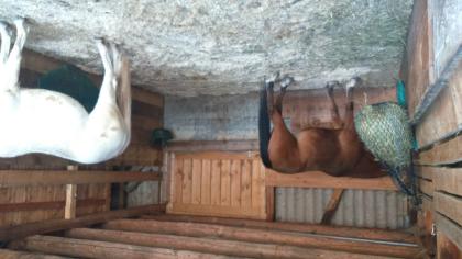 Offenställe für 3-4 Pferde an Selbstversorger zu vermieten.