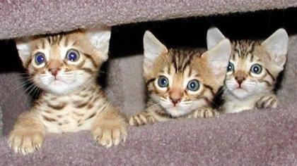Reinrassige Bengalkitten mit Papieren, 