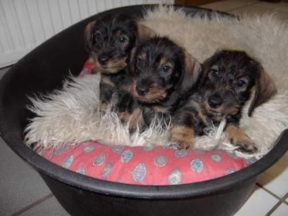 Dackelwelpen
