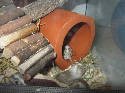 5 kleine Wüstenrenner abzugeben