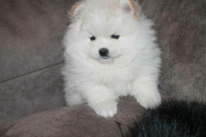 MINI Pomeranian SpitzBoo Welpe