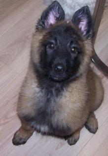 2 Tervueren Hündinnen geb am 23.10.2021