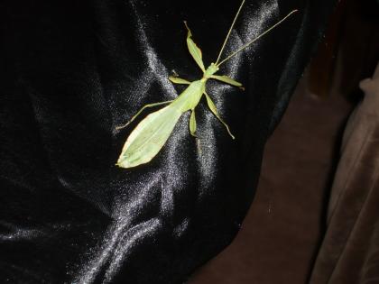 Wandelnde Blätter - Phyllium celebicum / westwoodii
