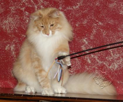 Norwegischer Waldkater suchen neuen Wirkungskreis