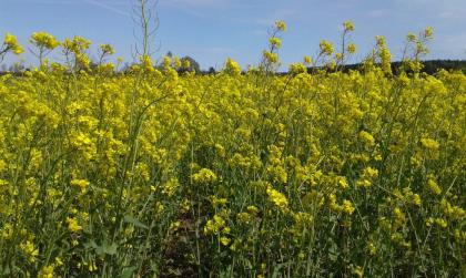 Bauernhof Ukraine, gratis mit Pachtland in jeder Grösse