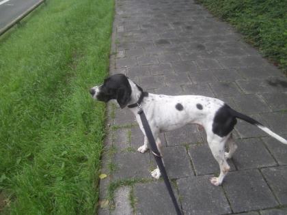 Pflegestelle gesucht bis zur Vermittlung