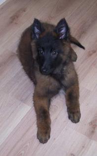 2 Tervueren Hündinnen geb am 23.10.2021