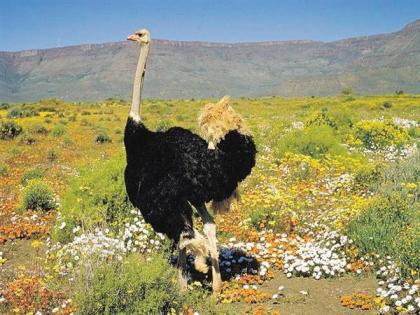 15 Tage Rundreise Namibia & Südafrika. Faszination südliches Afrika.