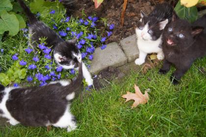 Zuckersüße Kätzchen - 7 Wochen alt zu verkaufen