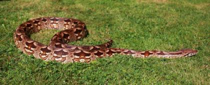 Südliche Madagaskarboas  (Acrantophis dumerili)
