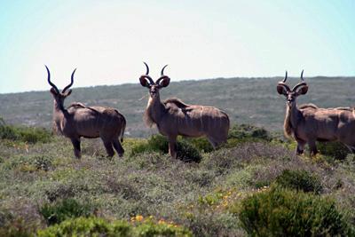 Urlaub in deutschsprachig geführten Unterkünften in Südafrika und Namibia
