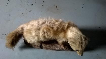 Ausgestopfter Marder