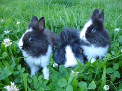 Bezaubernde Zwergkaninchen, Löwenkopf, Teddyzwerge abzugeben