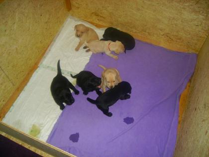 7- Köpfige Rasselbande