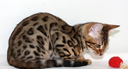 Bengal katzchen  mit papiere