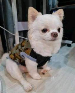 Erstklassiger Chihuahua-Welpe für Ihre Familie