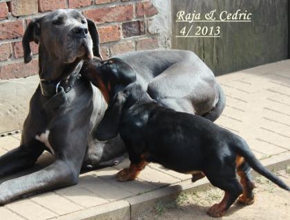 Basset Hound´s vom Nimmerland