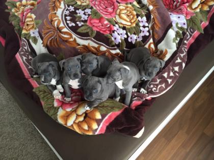 American Pitbull Terrier Welpen