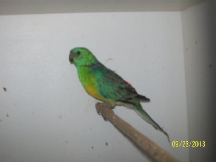 Verkaufe Singsittiche (1 Paar ca. 3 Jahre alt, 1 Paar, ca. 8 Wochen alt) 