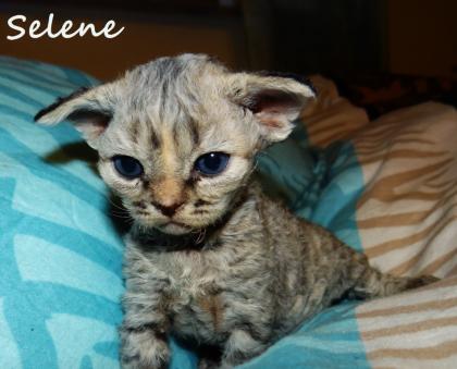 Devon Rex Kätzchen mit Stammbaum