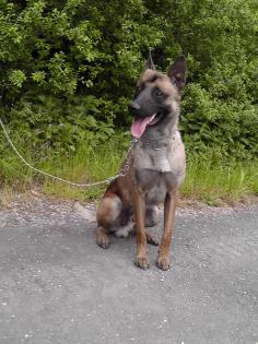 Mali - Ruede als Polizeihund geeignet 