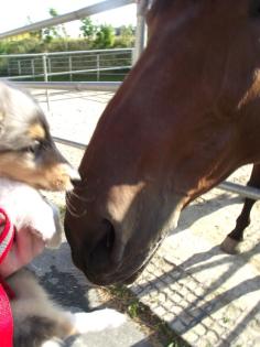 Amerikanische Colliewelpen in tricolor und blue-merle