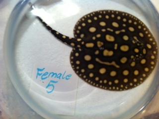 Rochen Potamotrygon Leopoldi Black Diamond