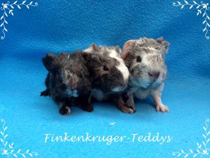 Viele süße Meerschweinchenbabys der Rassen Rex, Glatthaar und US-Teddy können ba