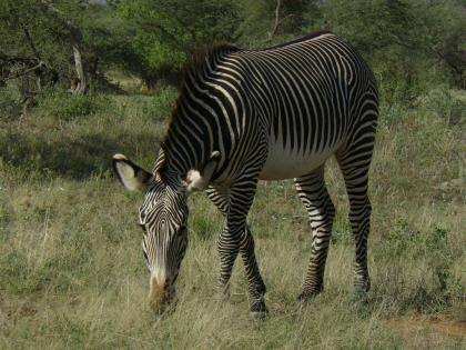 Safari: Nairobi – Meru NP - Samburu – Lake Nakuru NP – Maasai Mara - Nairobi