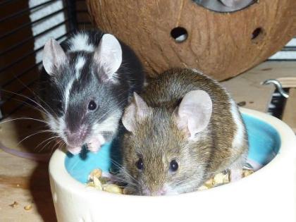 Farbmäuse   die bunte Verwandte unserer  Hausmaus ( Mus musculus )