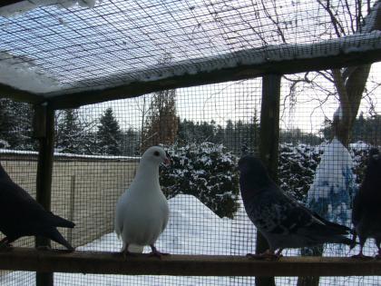 Hubbeltauben zu verkaufen