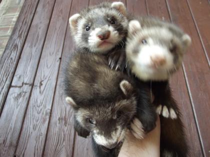 Frettchenwelpen abzugeben