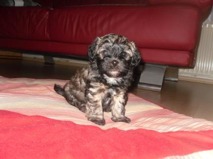 Bolonka Zwetna Welpen vom Kochertal C-Wurf