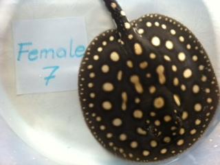 Rochen Potamotrygon Leopoldi Black Diamond