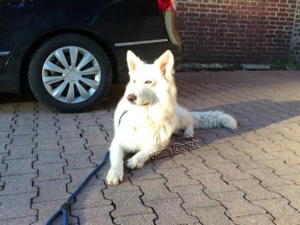 Weisser Schweizer Schäferhund Deckrüde (England Import)