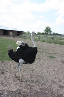 Straußenei Straussenei Speiseei voll