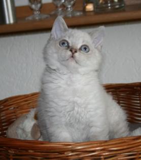 * Die Köfferchen sind gepackt, mega verschmustes Selkirk Katerchen sucht Öhrchen