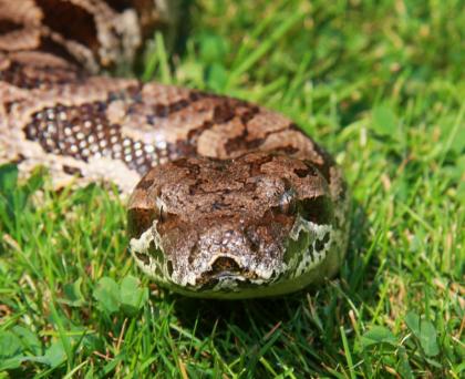 Südliche Madagaskarboas  (Acrantophis dumerili)
