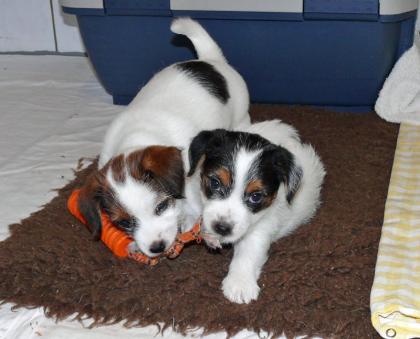 Süße Jack Russel Welpen