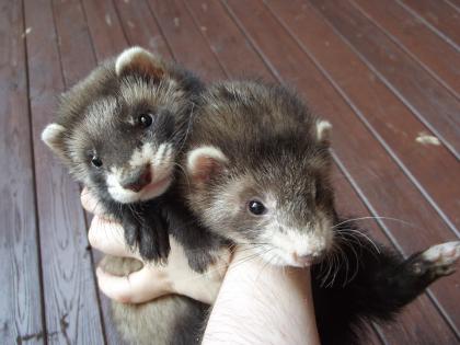 Frettchenwelpen abzugeben