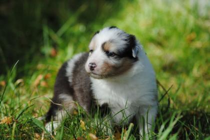 3 Süsse Aussiemädchen suchen noch Ihr Zuhause