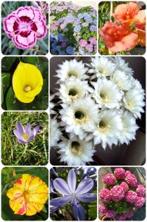 IHR INDIVIDUELLES FOTOBUCH ERSTELLEN UND GESTALTEN - DAS MACH ICH FÜR SIE!