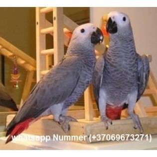 Weihnachten Graupapageien mit Papieren whatsapp Nummer (+37069673271)