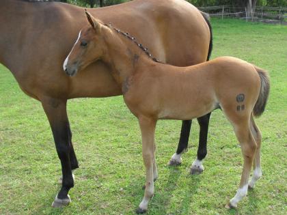 Deutsches Reitponyhengstfohlen 2021 !!!